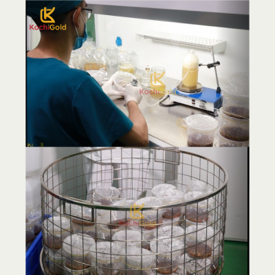 COMBO 2 Hộp Đông Trùng Hạ Thảo Sấy Thăng Hoa XUẤT KHẨU Thượng Hạng KOCHI [Hộp 20g]