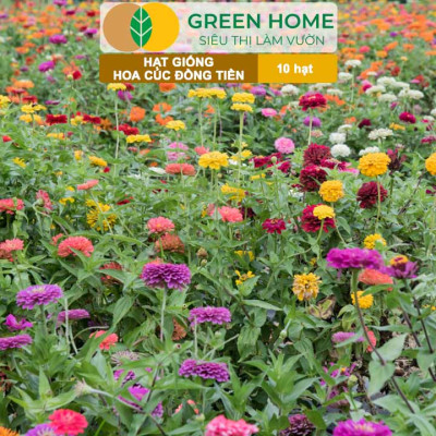Hạt Giống Hoa Cúc Đồng Tiền Nhiều Màu GreenHome, Gói 10 hạt, Hoa Nở Rực Rỡ, Dễ Trồng Quanh Năm H17