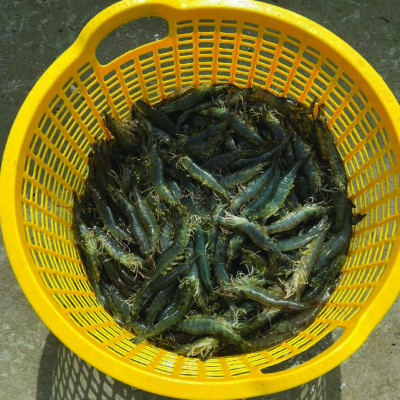 Kháng sinh tiêu diệt Vibrio TETRA - C