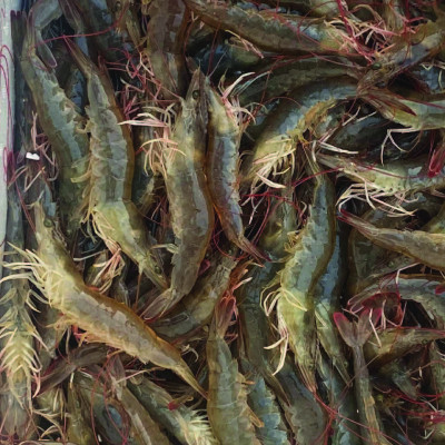 Cung cấp vitamin C cho tôm cá GRO C30