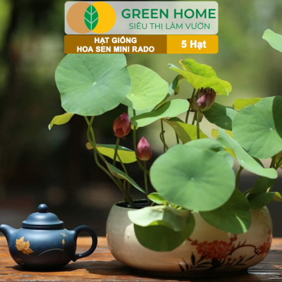 Hạt Giống Hoa Sen Mini Rado GreenHome, Gói 5 Hạt, Nhiều Màu, Dễ Trồng, Dễ Chăm, Nảy Mầm Tốt H21