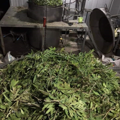 Tinh dầu Tràm Huế (Tràm Gió) 50ml xuất khẩu thị trường Mỹ, nguyên chất từ  thiên nhiên, An Toàn Cho Bé, Xông Phòng, Khử Mùi, Kháng Khuẩn, Đuổi Muỗi, Giải Cảm - KingOil