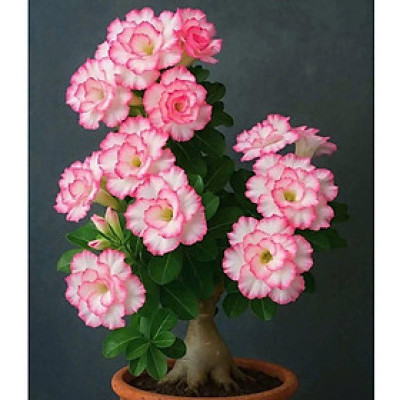 Hạt giống hoa sứ kép Thái Lan - Bịch 10 hạt – Mã số 1957