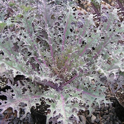 Hạt giống rau cải đuôi phụng đỏ CT343 - Gói 20gram