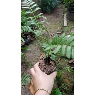 Combo 5 cây giống rau dớn đặc sản (tặng kèm quà bất kì)