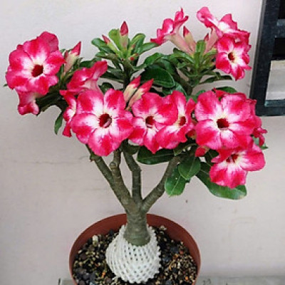 Hạt giống hoa sứ kép Thái Lan - Bịch 10 hạt – Mã số 1960