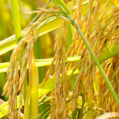 Gạo Thơm ST25 Túi 5Kg A An - Cơm mềm dẻo, thơm nhẹ, vị ngọt