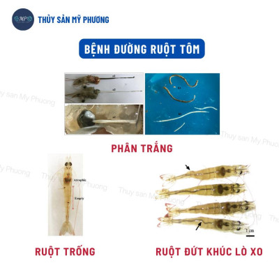 Men tiêu hóa nông to đường ruột men sống ngừa kích thích tăng đề kháng lớn nhanh tăng trọng tôm thẻ cá lươn ếch ốc ba ba