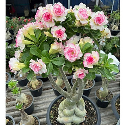 Hạt giống hoa sứ kép Thái Lan - Bịch 10 hạt – Mã số 1974