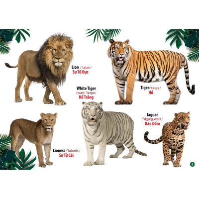 Sách - Từ Điển Bằng Hình Thế Giới Động Vật - Việt Thư