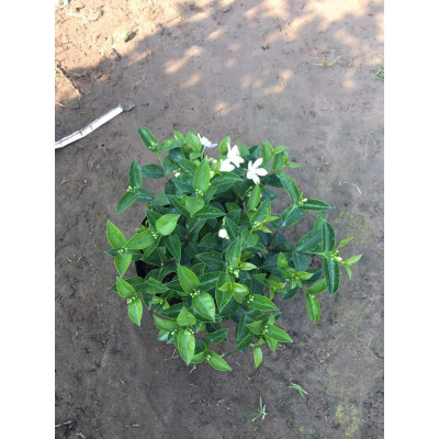 Mai Chỉ Thiên - cây cảnh trong nhà + Tặng phân bón cho cây mau lớn