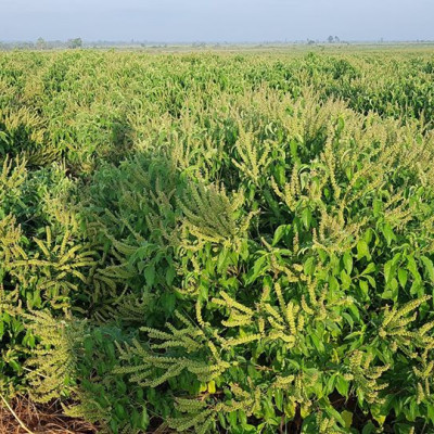 Tinh dầu Hương Nhu 100ml Mộc Mây - tinh dầu thiên nhiên nguyên chất 100% - chất lượng và mùi hương vượt trội - chuyên gia chăm sóc tóc hư tổn