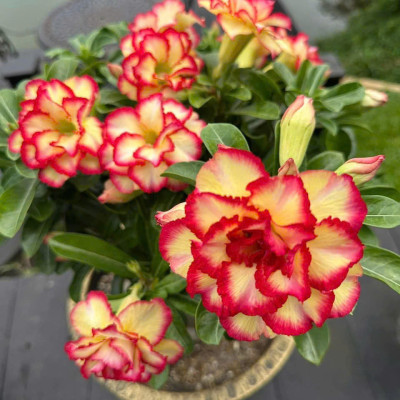 Hạt giống hoa sứ kép Thái Lan - Bịch 10 hạt – Mã số 1996