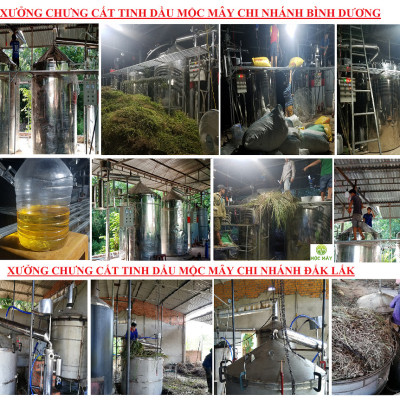 Tinh dầu Gỗ Đàn Hương 50ml Mộc Mây - tinh dầu thiên nhiên nguyên chất 100% - chất lượng và mùi hương vượt trội - Có kiểm định - Hương ngọt ngào, trầm, dai dẳng, quyến rũ nồng ấm từ loài gỗ quý hiếm nhất thế giới…