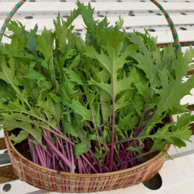 Hạt giống rau cải đuôi phụng đỏ CT343 - Gói 20gram