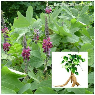 CÂY SẮN DÂY TA CAO SẢN- BẦU CÂY GIỐNG