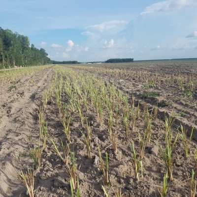 Tinh dầu Sả Chanh Organic 10ml Mộc Mây - tinh dầu nguyên chất từ thiên nhiên - chất lượng và mùi hương vượt trội