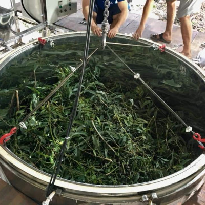 Tinh dầu Khuynh Diệp (bạch đàn) 100ml nguyên chất từ thiên nhiên - Mộc Mây