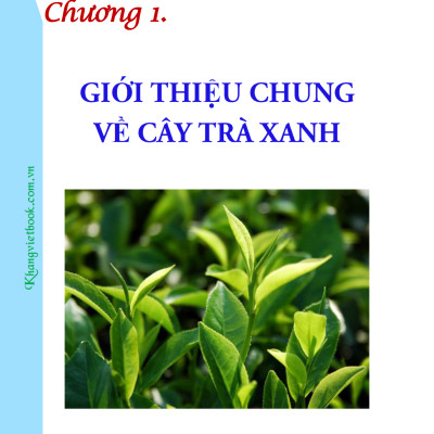 Bí Quyết Thành Công Kĩ Thuật Trồng Trà Xanh Hiệu Quả - KV