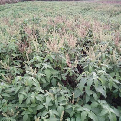 Tinh dầu Hương Nhu 100ml Mộc Mây - tinh dầu thiên nhiên nguyên chất 100% - chất lượng và mùi hương vượt trội - chuyên gia chăm sóc tóc hư tổn