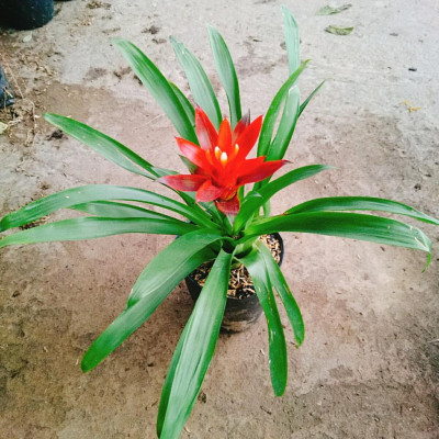 Cây phong lộc - cây cảnh để bàn + tặng phân bón cho cây