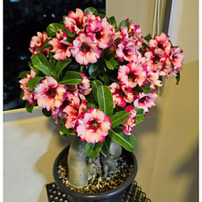 Hạt giống hoa sứ kép Thái Lan - Bịch 10 hạt – Mã số 1951