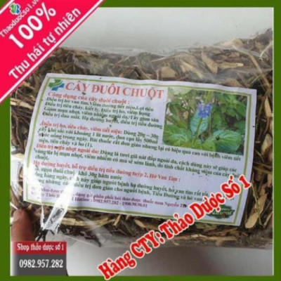 Đuôi chuột cây mạch lạc 01KG