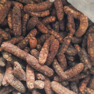 Đặc Sản Kon Tum - 1Kg Chuối Hột Rừng Hàng đẹp Giá Rẻ chuyên Ngâm Chum  OCOP 3 Sao