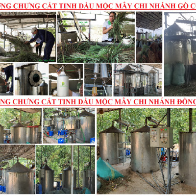 Tinh dầu Gỗ Đàn Hương 50ml Mộc Mây - tinh dầu thiên nhiên nguyên chất 100% - chất lượng và mùi hương vượt trội - Có kiểm định - Hương ngọt ngào, trầm, dai dẳng, quyến rũ nồng ấm từ loài gỗ quý hiếm nhất thế giới…