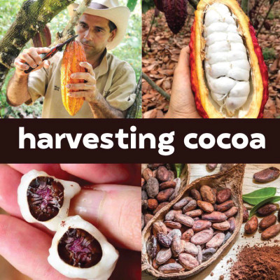 Bột Cacao Nguyên Chất 100% đậm vị Mộc Lan Healthy - 250g, 500g