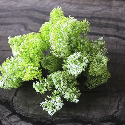 Cụm rong mốc trang trí cắm điểm siêu xinh - Cây giả, hoa lụa Decor trang trí nhà cửa