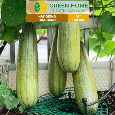 Hạt Giống Dưa Gang GreenHome, Gói 1gr~50 hạt, Dễ Trồng Quanh Năm, Nảy Mầm Cao, Thu Hoạch Nhanh, T04