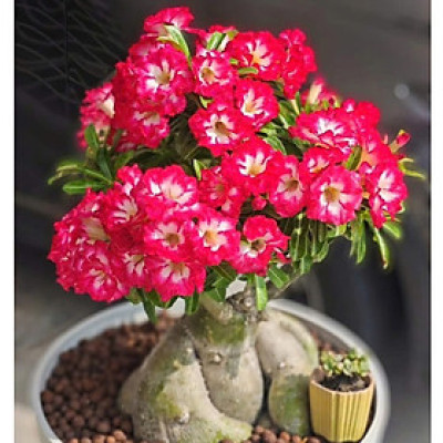 Hạt giống hoa sứ kép Thái Lan - Bịch 10 hạt – Mã số 1947