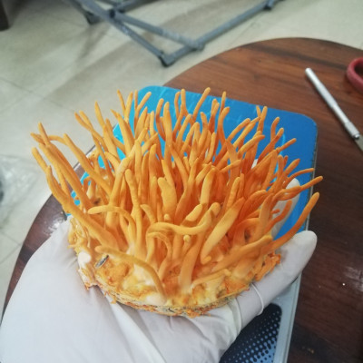 Nấm nhộng trùng thảo khô 15g PDFOODS_Cordyceps militaris