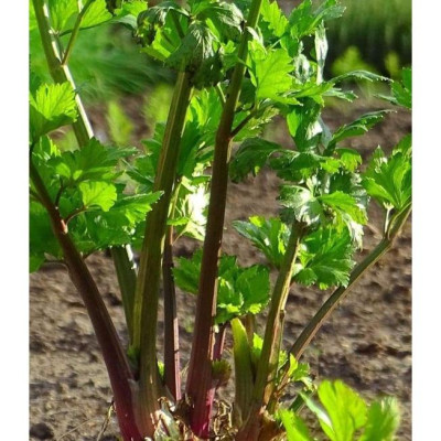 Hạt giống rau cần tây đỏ CT328 - Gói 0.5gram