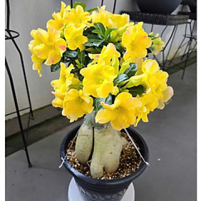 Hạt giống hoa sứ kép Thái Lan - Bịch 10 hạt – Mã số 1954