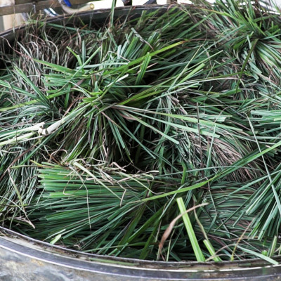 Tinh dầu Sả Chanh Organic 10ml Mộc Mây - tinh dầu nguyên chất từ thiên nhiên - chất lượng và mùi hương vượt trội