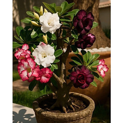 Hạt giống hoa sứ kép Thái Lan 3 màu hồng, trắng, đen bóng đêm - Bịch 10 hạt – Mã số 2018