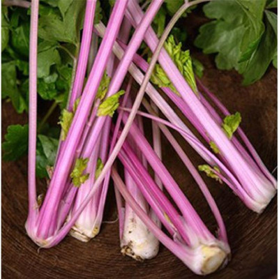 Hạt giống rau cần tây đỏ CT328 - Gói 0.5gram