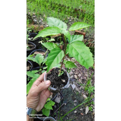 cây giống vọng cách (cây lá cách)