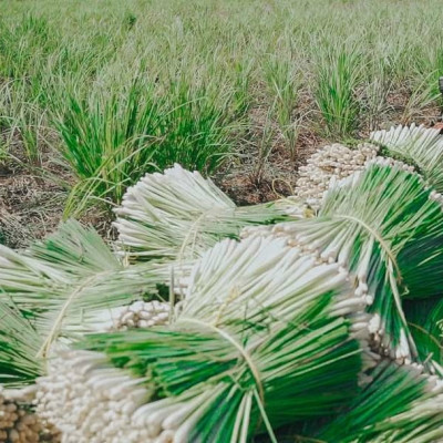 Tinh dầu Sả Chanh 10ml nguyên chất từ thiên nhiên, An Toàn Cho Trẻ, Thơm Phòng, Khử Mùi, Kháng Khuẩn, Đuổi Muỗi, Giải Cảm - KingOil