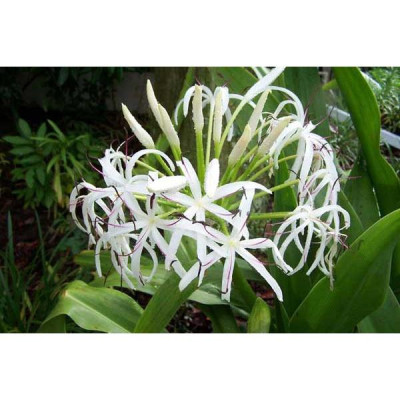 Củ giống cây đại tướng quân (cây NÁNG TRẮNG)