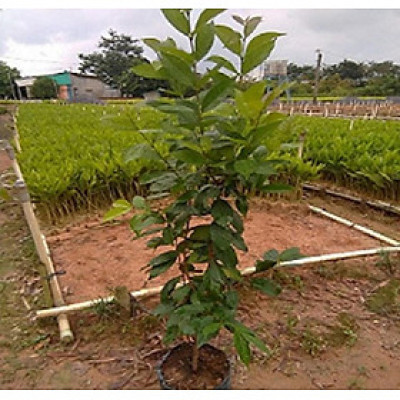 CÂY GIỐNG SẮN THUYỀN F1 SIÊU SỚM