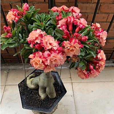 Hạt giống hoa sứ kép Thái Lan - Bịch 10 hạt – Mã số 1964