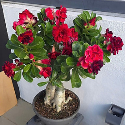 Hạt giống hoa sứ kép Thái Lan - Bịch 10 hạt – Mã số 1961