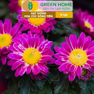Hạt Giống Hoa Cúc Đồng Tiền Nhiều Màu GreenHome, Gói 10 hạt, Hoa Nở Rực Rỡ, Dễ Trồng Quanh Năm H17