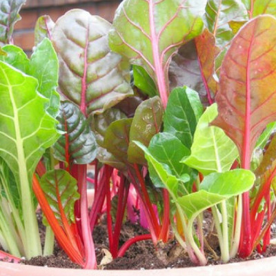 Hạt giống cải cầu vồng nhiều màu VTS77