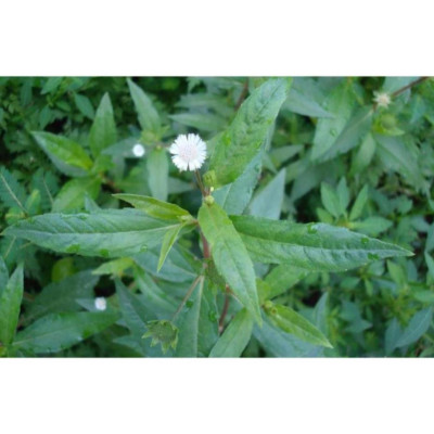 Cây Nhọ Nồi Khô / Cây Cỏ Mực Khô