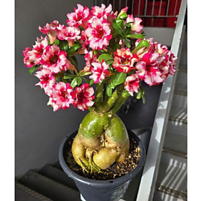 Hạt giống hoa sứ kép Thái Lan - Bịch 10 hạt – Mã số 1944