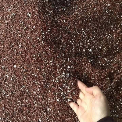 Gạo Lứt Huyết Rồng Dân Tộc Rang Nguyên Chất MẸ KEN 1Ký - TRÀ GẠO LỨT, GẠO LỨT RANG MẸ KEN